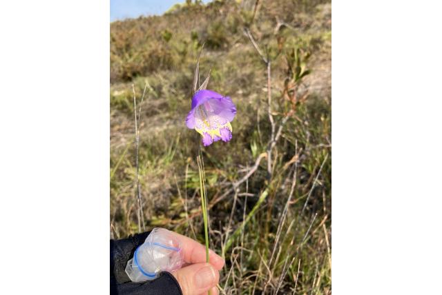 Knobbelige gladiolus Knobbelige gladiolus