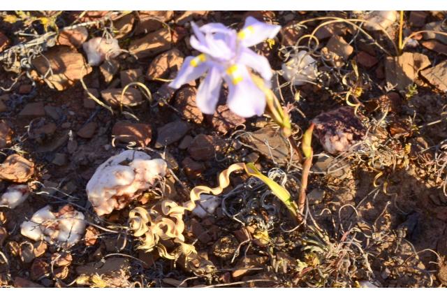 Kwarts-minnende moraea Kwarts-minnende moraea