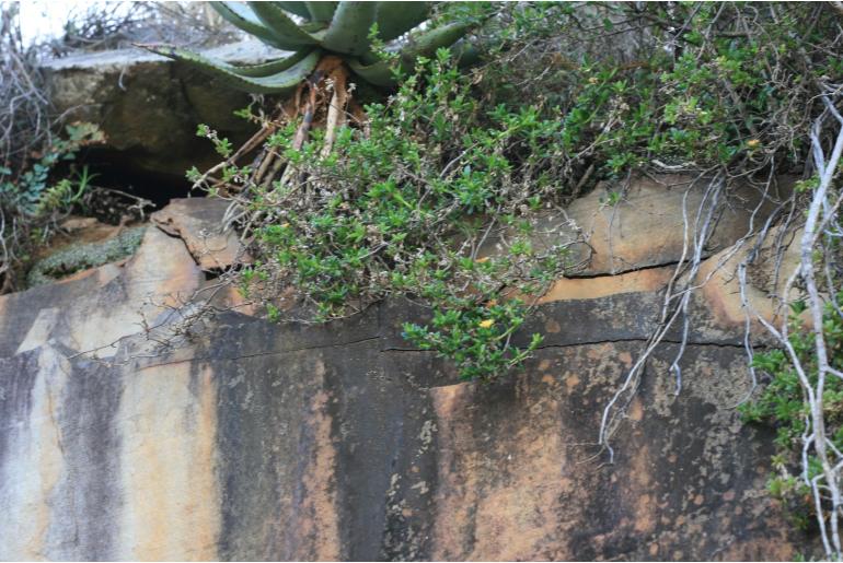 Delosperma rogersii&nbsp;14257