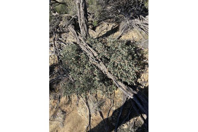 Roos darwinia