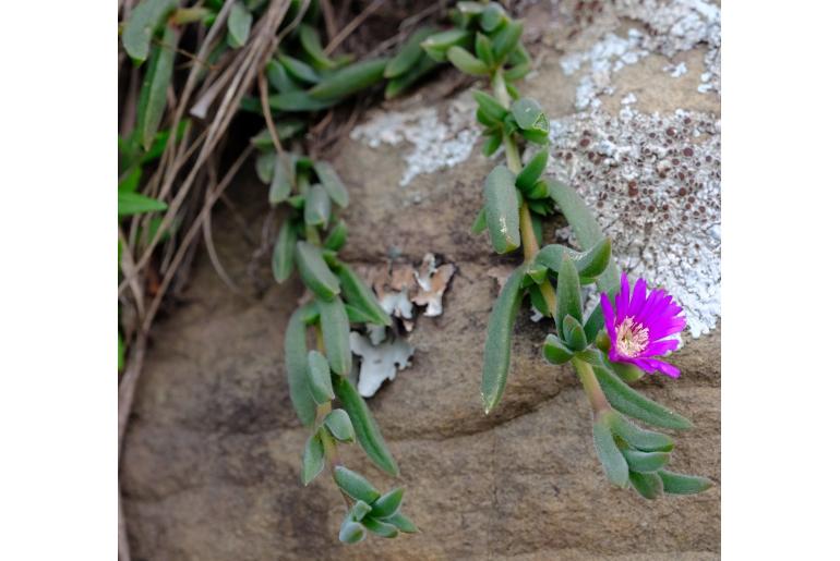 Delosperma giffenii&nbsp;14261