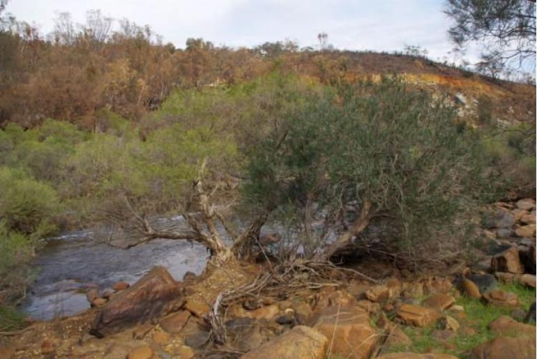 Melaleuca kybeliona -14262