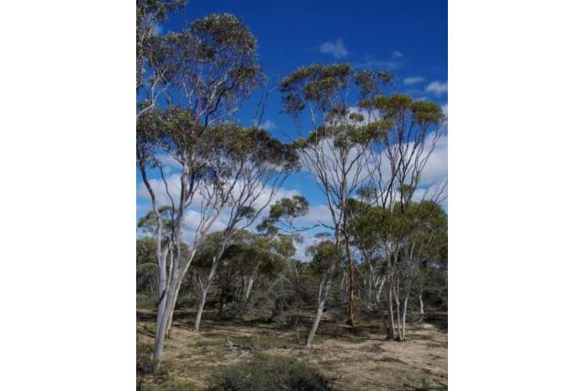 Roodbloemige Eucalyptus