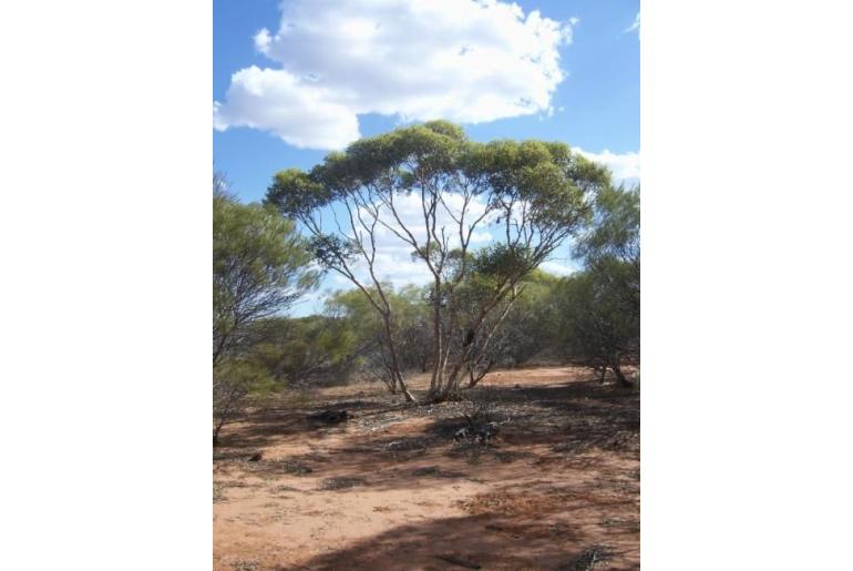 Eucalyptus eudesmioides 14266
