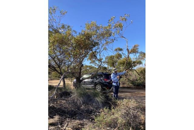 Gittins Eucalyptus Gittins Eucalyptus