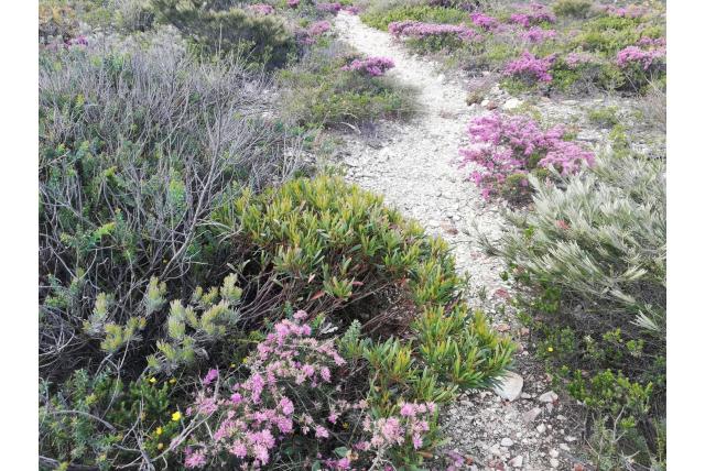 McQuoid's Eucalyptus McQuoid's Eucalyptus