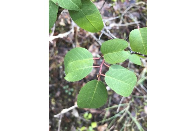 Westelijke Californische frangula