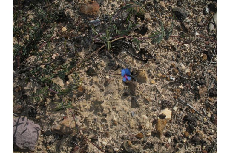 Gompholobium cyaninum -14270