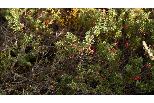 Grevillea spinrag