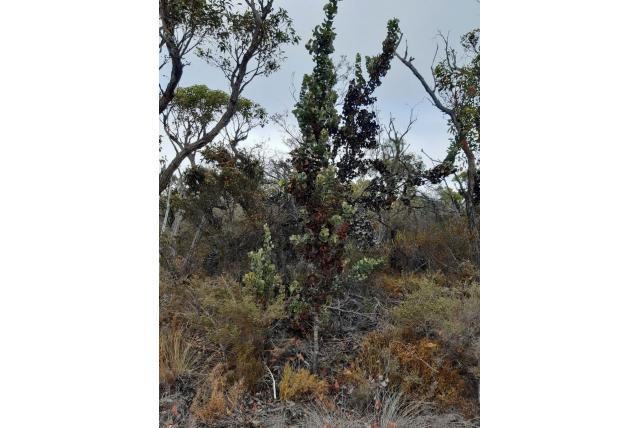 Baxter's Hakea Baxter's Hakea