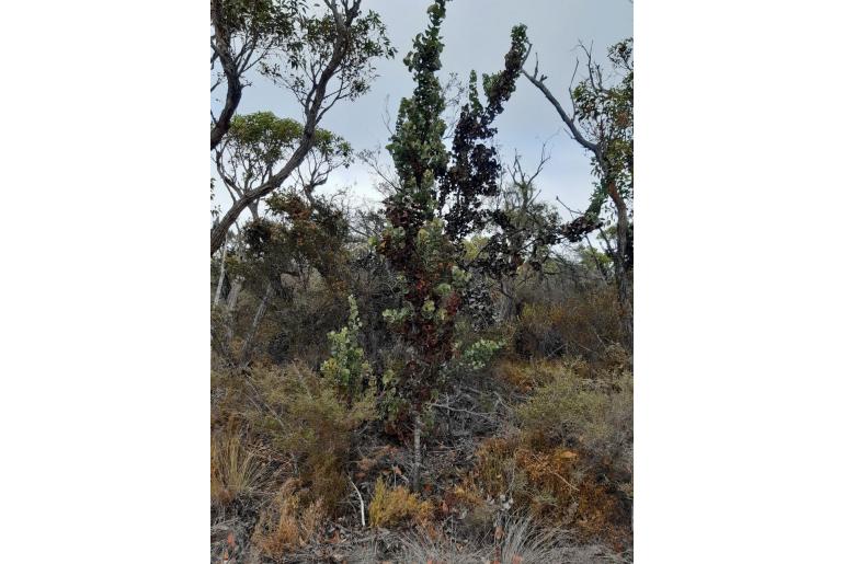 Hakea baxteri -14277