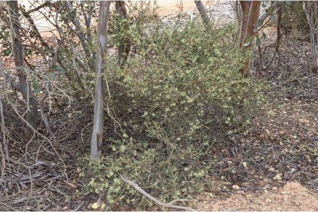 Veranderen Hakea Veranderen Hakea