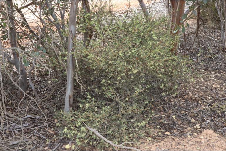 Hakea commutata -14278