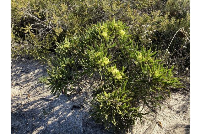 Eneabba hakea Eneabba hakea