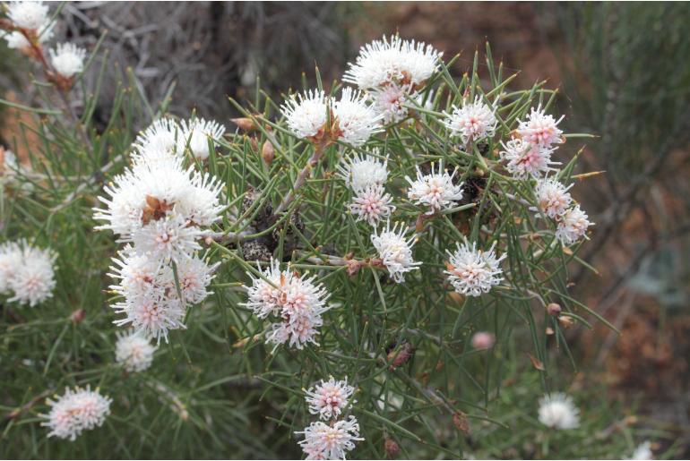 Hakea gilbertii -14280