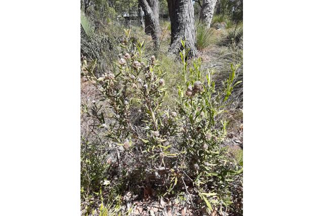 Goudenkop Isopogon