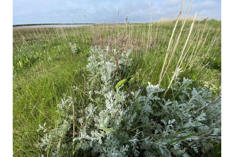 Artemisia maritima -14293