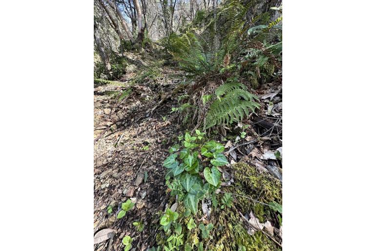 Asarum marmoratum&nbsp;14293