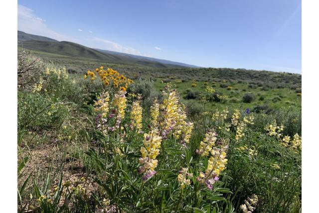 Langspoor lupine