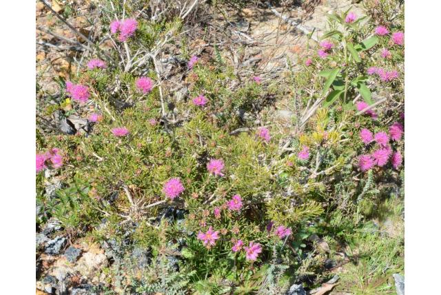 Kleinhoofdige melaleuca