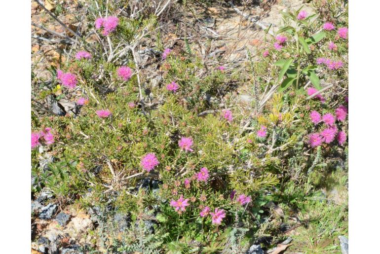 Melaleuca parviceps -14304