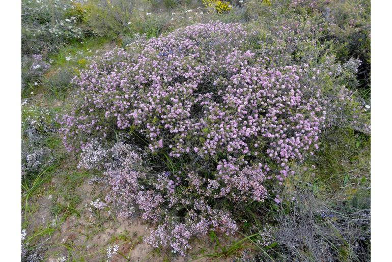 Melaleuca sclerophylla -14305
