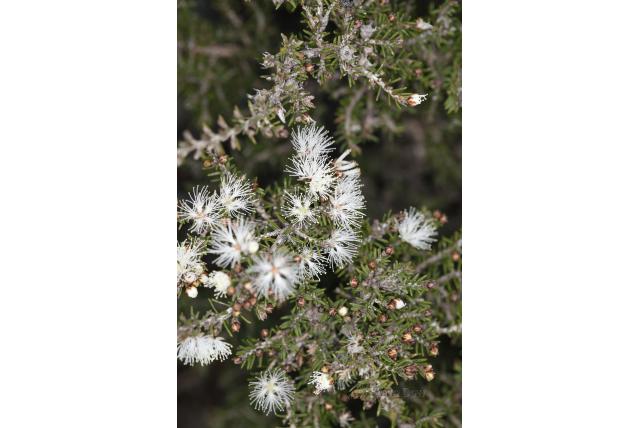Schaars gebladerde melaleuca Schaars gebladerde melaleuca