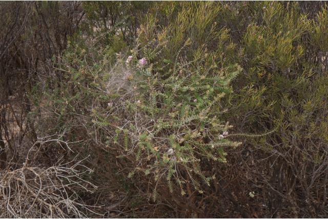 Puntige melaleuca