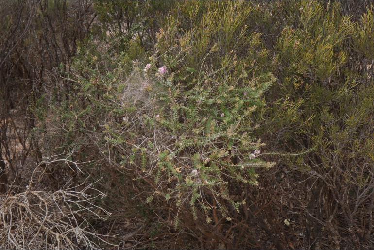Melaleuca spicigera -14307