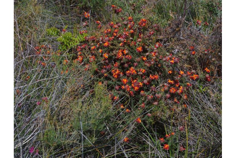 Jennata ericifolia&nbsp;14316