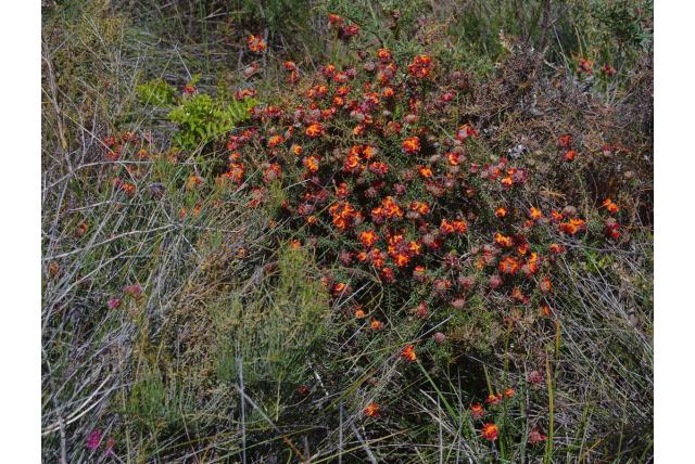 Heideblad pultenaea