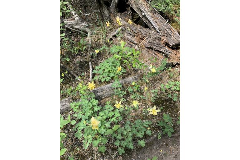 Aquilegia flavescens -14319