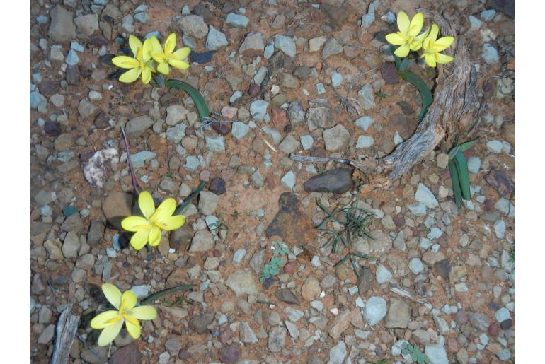 Hesperantha flava&nbsp;14320