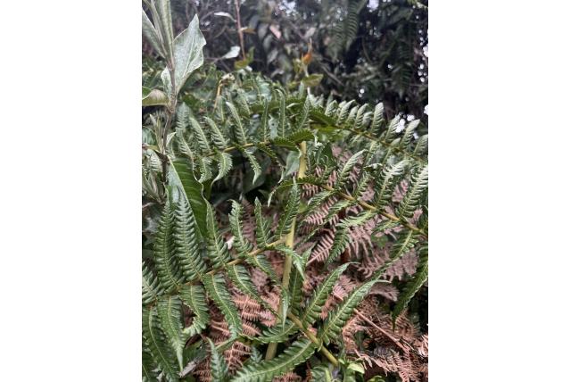 Bleke Cyathea