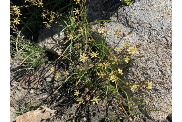 Donkerblauwe Ixia-achtige triteleia