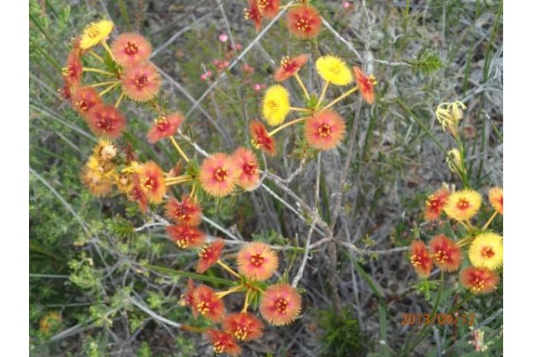 Verticordia acerosa var preissii -14330