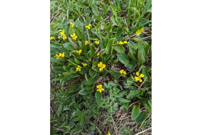 Viola praemorsa -14331