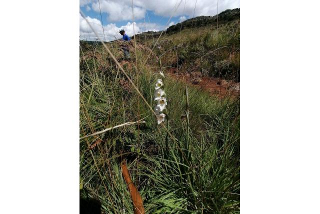 Aangespoorde gladiolus Aangespoorde gladiolus