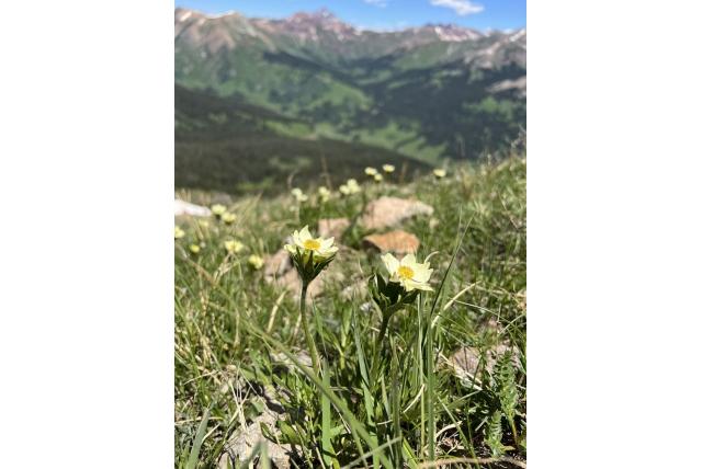 Westenwind narcisbloemige anemoon