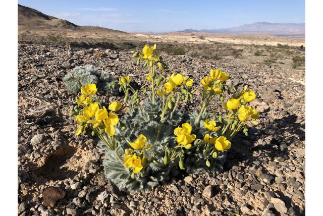 Californische arctomecon