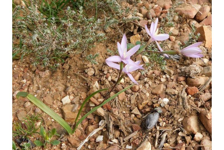 Hesperantha fibrosa&nbsp;14361