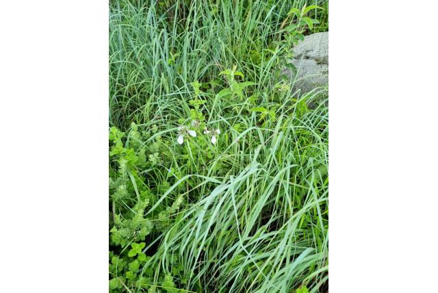 Dons-bloemige moraea Dons-bloemige moraea