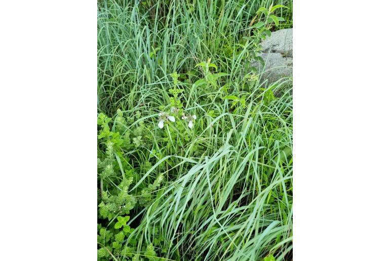 Moraea pubiflora 14362