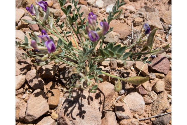 Avond astragalus