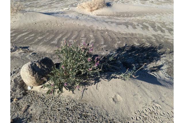 Humboldt rivier astragalus
