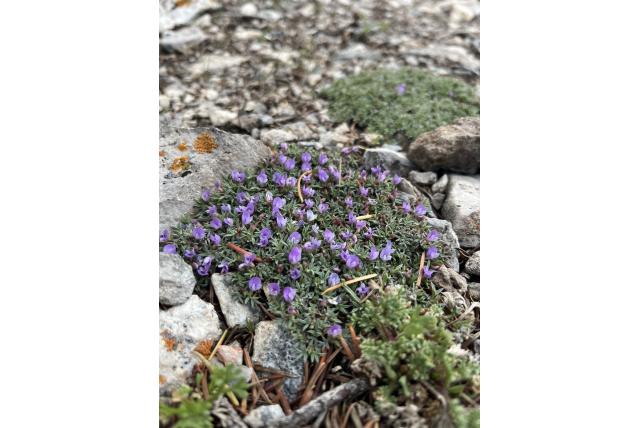 Colorado stekelige astragalus