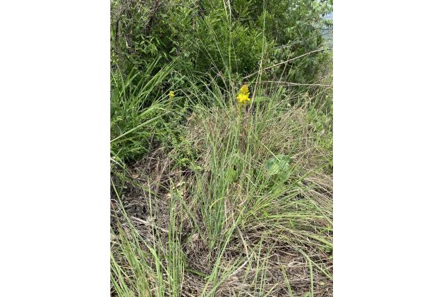 Opgeblazen bulbine Opgeblazen bulbine