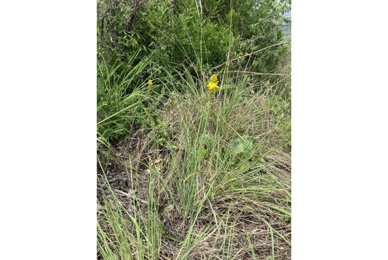 Bulbine inflata 14386