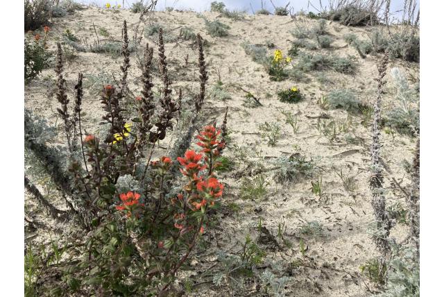 Monterey Indisch penseel