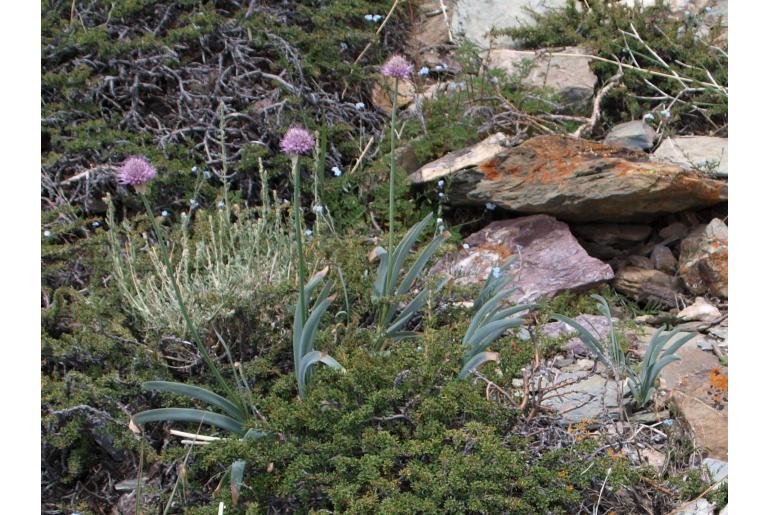 Allium carolinianum -14414